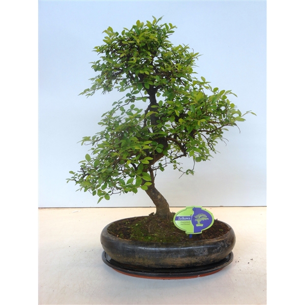 Горшечные цветы и растения оптом Bonsai Zelkova Parvifolia, 29cm., Shape, With Drip от 2шт из Голландии с доставкой по России