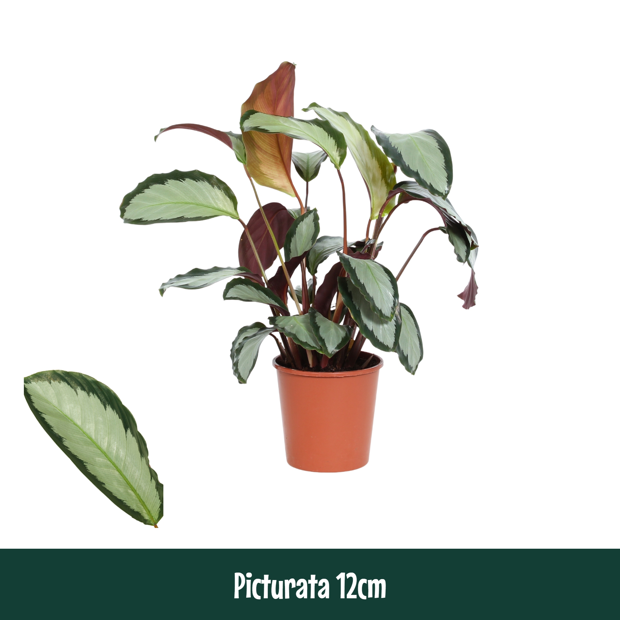 Горшечные цветы и растения оптом Calathea Picturata от 10шт из Голландии с доставкой по России
