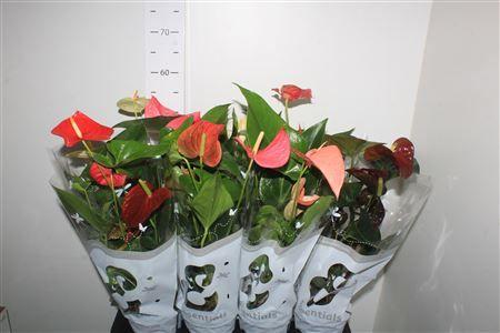 Горшечные цветы и растения оптом Anthu An Gem 4 Kl 4-5+ от 8шт из Голландии с доставкой по России