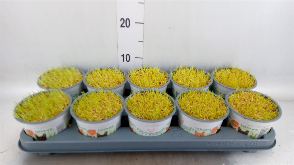 Горшечные цветы и растения оптом Hordeum Sp.   ...kattegras Zaai от 10шт из Голландии с доставкой по России