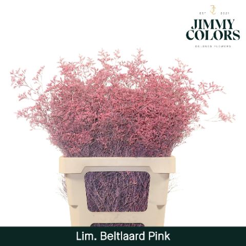 Срезанные цветы оптом Limonium beltlaard paint pink от 50шт из Голландии с доставкой по России