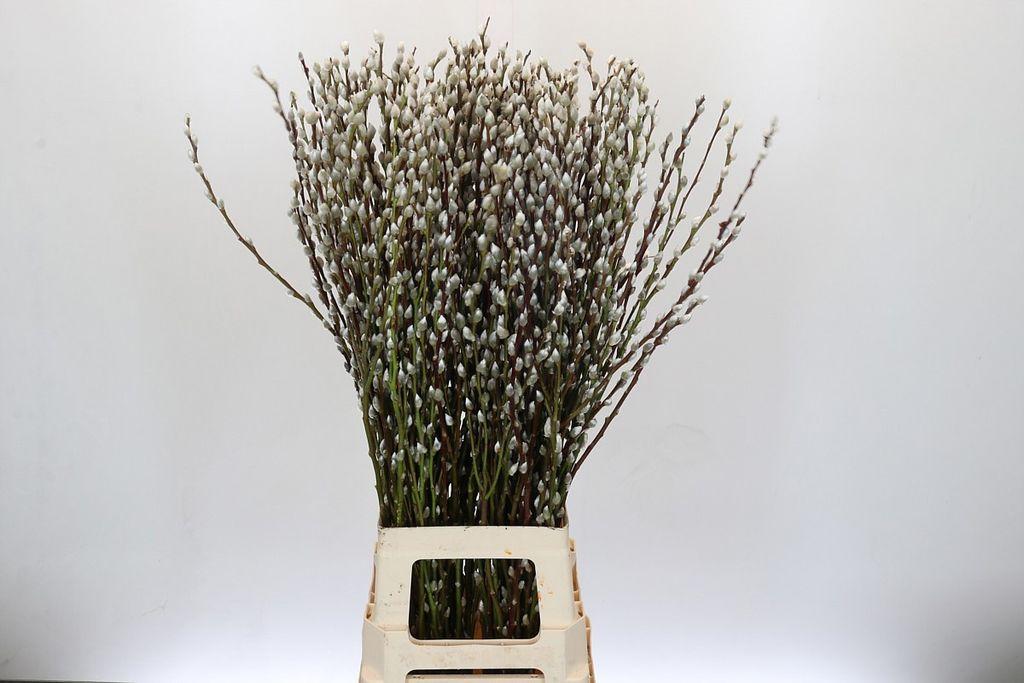Срезанные цветы оптом Salix pussy willow spray от 100шт. из Голландии с доставкой по России