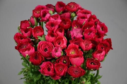 Срезанные цветы оптом Ranunculus elegance hot pink от 60шт из Голландии с доставкой по России