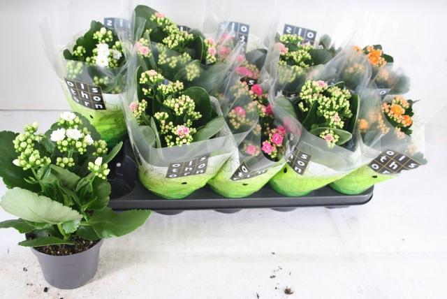 Горшечные цветы и растения оптом Kal Ge Gem 4 Kl от 10шт из Голландии с доставкой по России