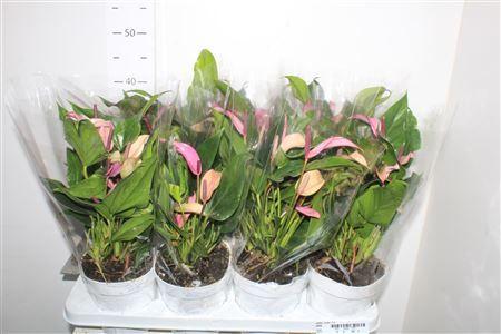 Горшечные цветы и растения оптом Anthu Zizou 7+ от 8шт из Голландии с доставкой по России