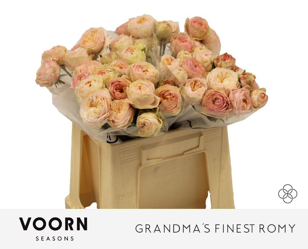 Срезанные цветы оптом Rosa spray grandmas finest romy от 20шт из Голландии с доставкой по России
