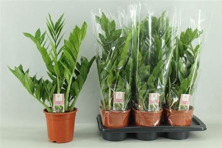 Горшечные цветы и растения оптом Zamio Pixie 5+ от 6шт из Голландии с доставкой по России