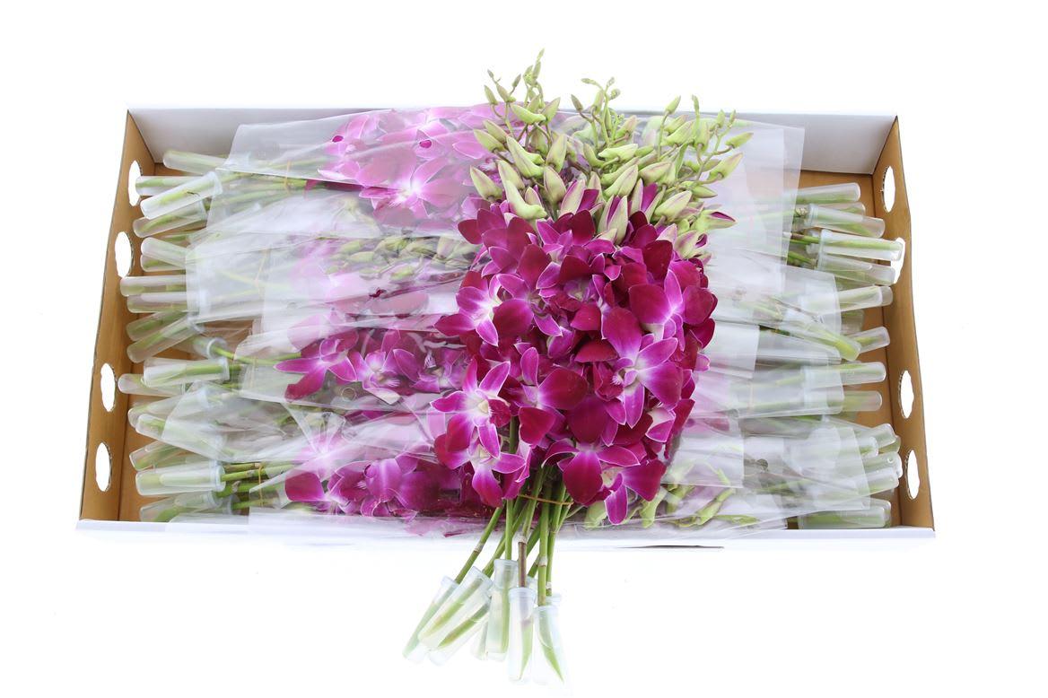 Срезанные цветы оптом Dendrobium galaxy от 80шт из Голландии с доставкой по России