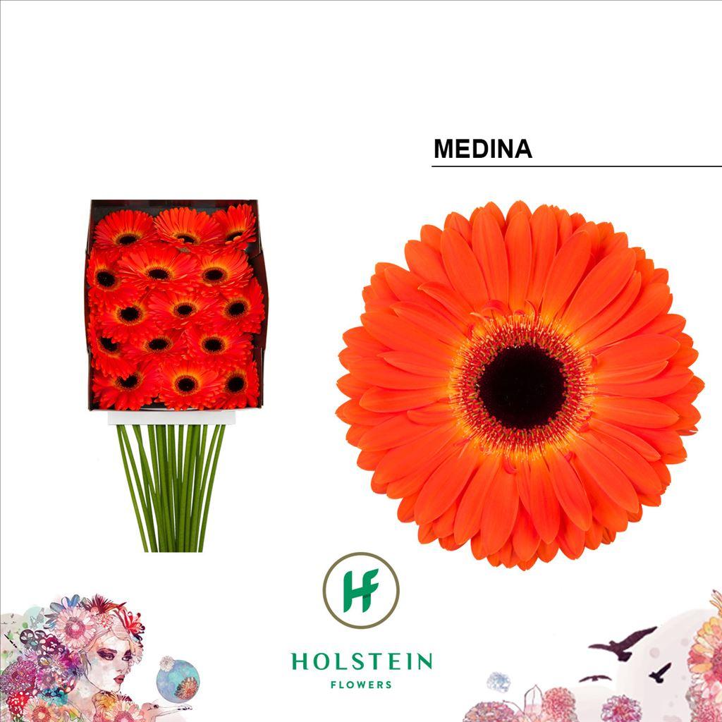 Срезанные цветы оптом Gerbera diamond medina от 15шт из Голландии с доставкой по России