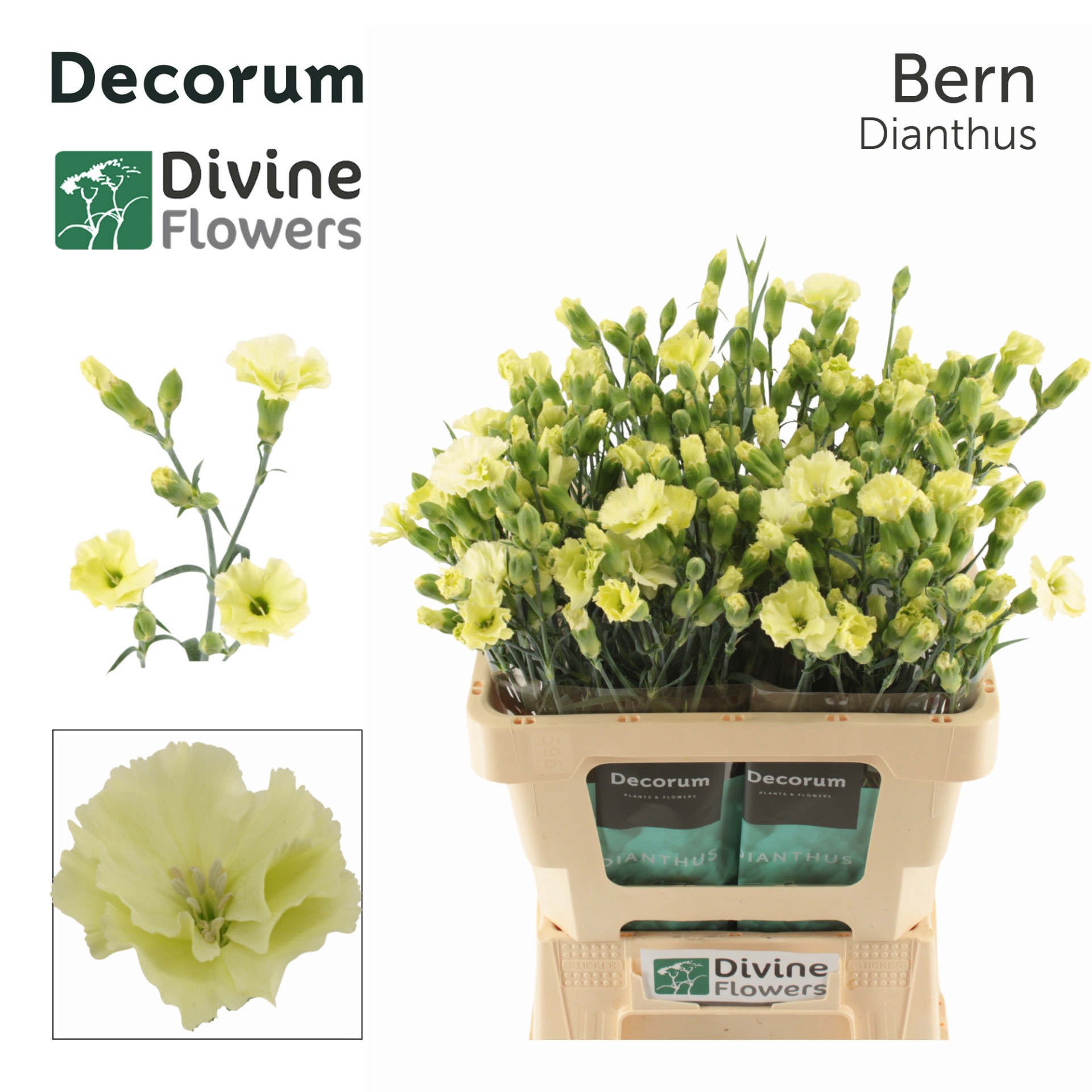 Срезанные цветы оптом Dianthus sp solomio bern от 60шт из Голландии с доставкой по России