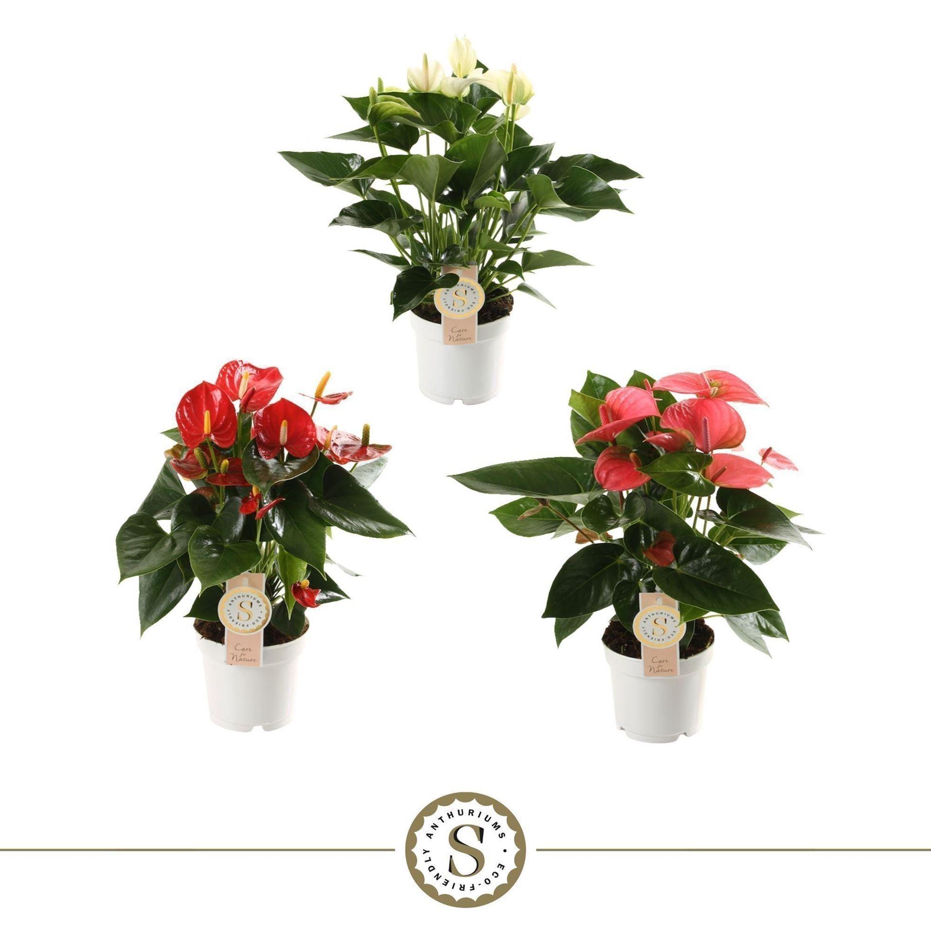 Горшечные цветы и растения оптом Anthurium Andr.   ...mix  3 от 6шт из Голландии с доставкой по России