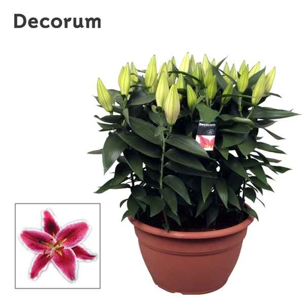 Горшечные цветы и растения оптом Lilium Or Starlight Express Xl 15pp (decorum) от 1шт из Голландии с доставкой по России