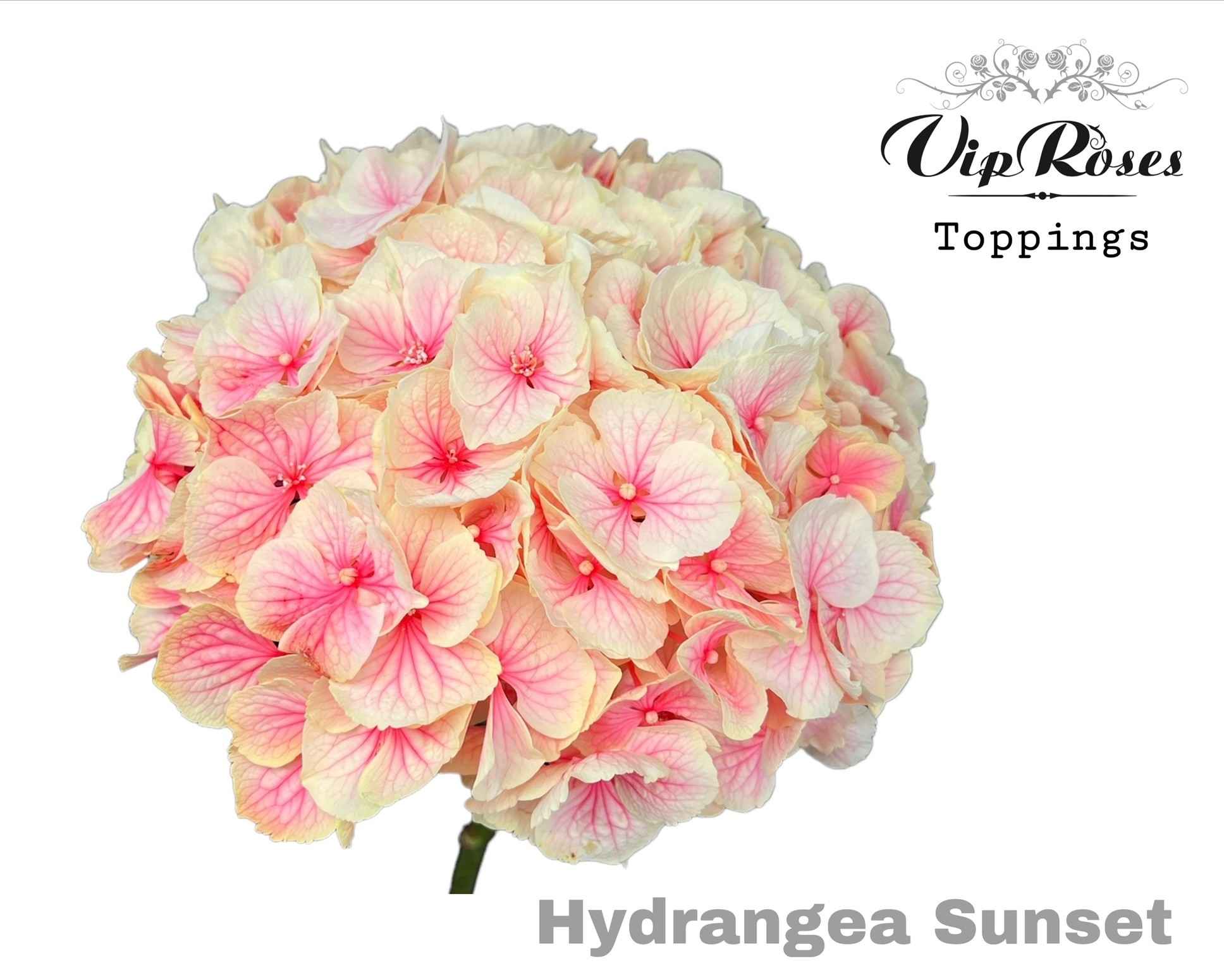 Срезанные цветы оптом Hydrangea paint sunshine от 10шт из Голландии с доставкой по России