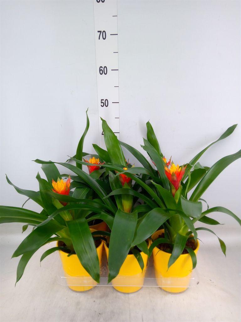 Горшечные цветы и растения оптом Guzmania   ... от 6шт из Голландии с доставкой по России