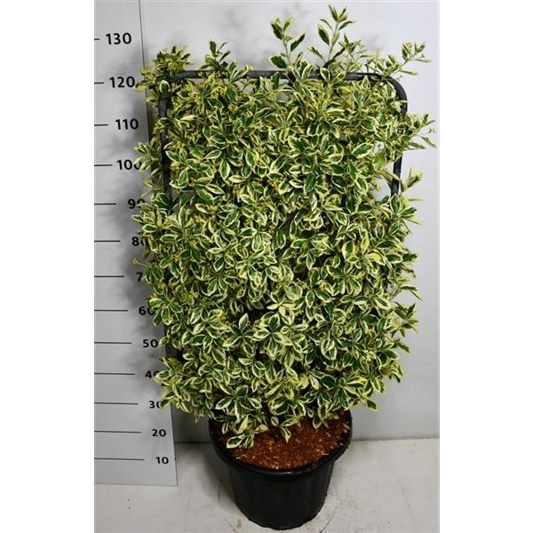 Горшечные цветы и растения оптом Euonymus Jap Bravo On Reck от 1шт из Голландии с доставкой по России Горшечные цветы и растения оптом Euonymus Jap Bravo On Reck от 1шт из Голландии с доставкой по России