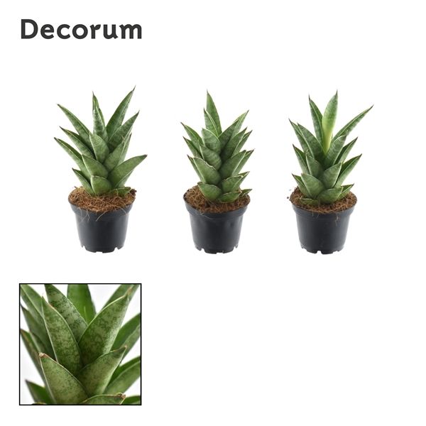 Горшечные цветы и растения оптом Sansevieria Starshooter (decorum) от 16шт из Голландии с доставкой по России