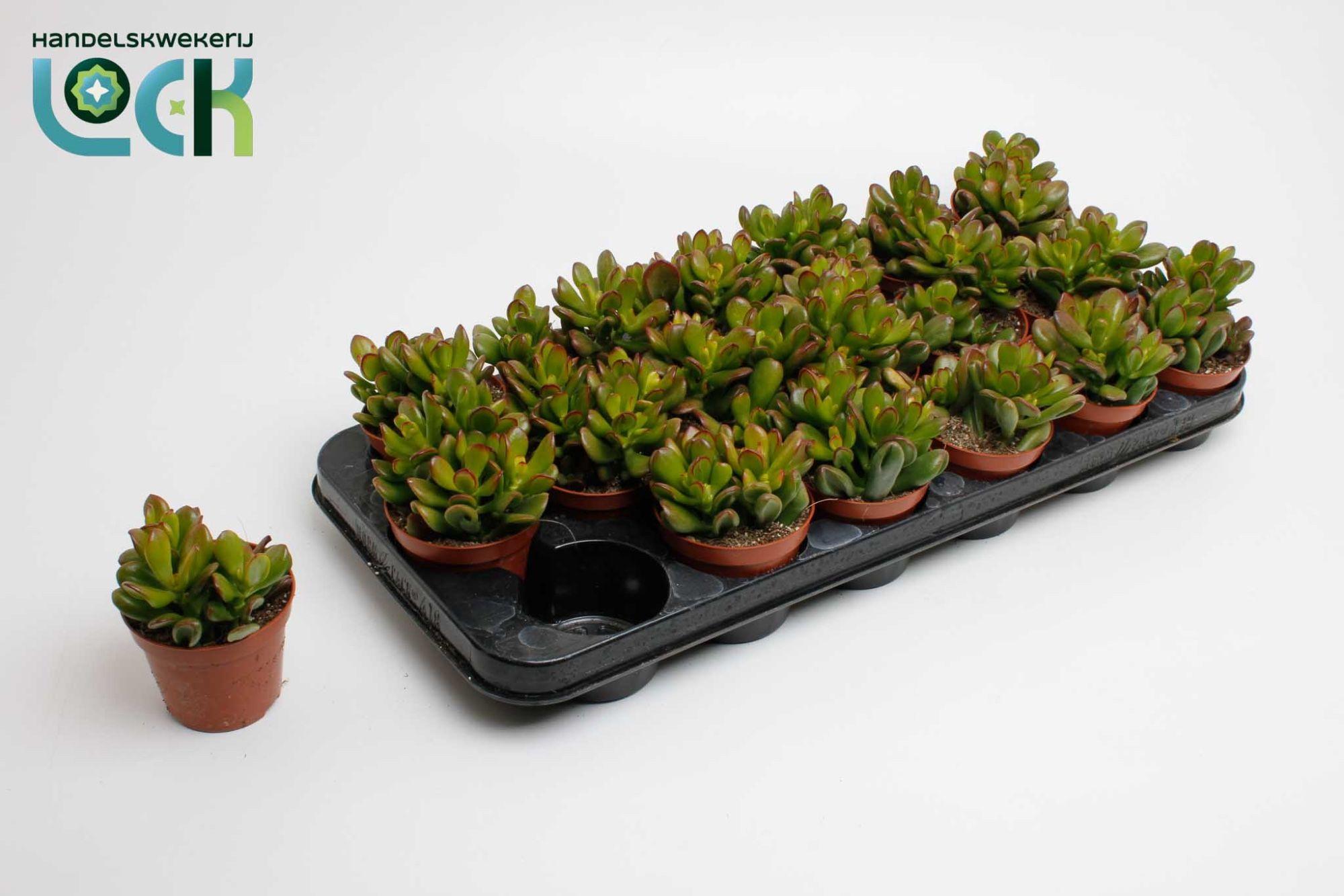 Горшечные цветы и растения оптом Crassula Horn Tree Special от 12шт (для телеги) из Голландии с доставкой по России