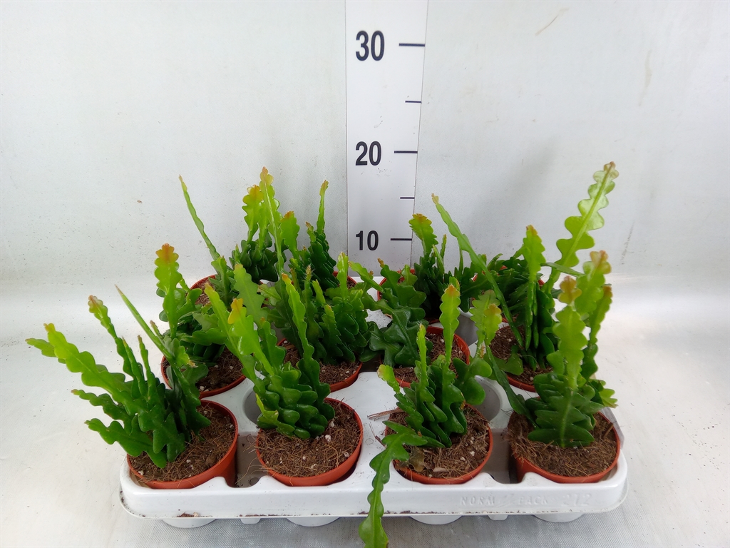 Горшечные цветы и растения оптом Epiphyllum Anguliger от 12шт (для телеги) из Голландии с доставкой по России