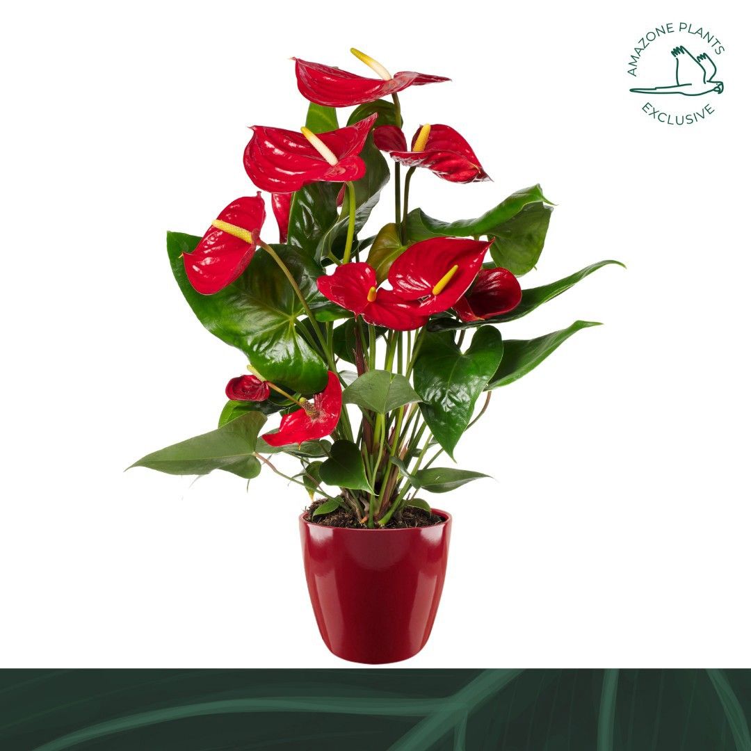 Горшечные цветы и растения оптом Anth An Red Ceramic (amazone) от 3шт из Голландии с доставкой по России