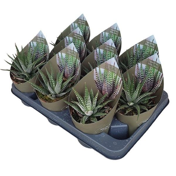 Горшечные цветы и растения оптом Haworthia Wide Zebra Potcover от 9шт из Голландии с доставкой по России