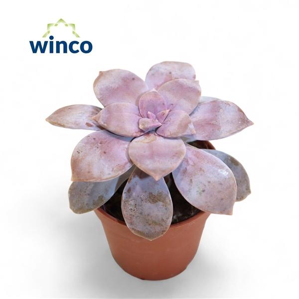 Горшечные цветы и растения оптом Graptopetalum Superbum от 20шт (для телеги) из Голландии с доставкой по России