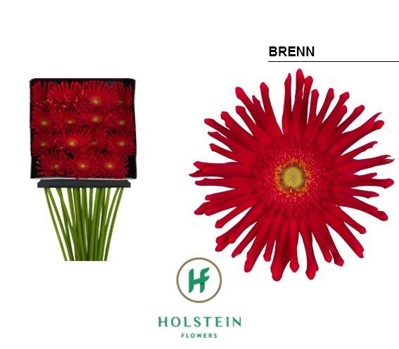 Срезанные цветы оптом Gerbera diamond gerpasta brenn от 15шт из Голландии с доставкой по России