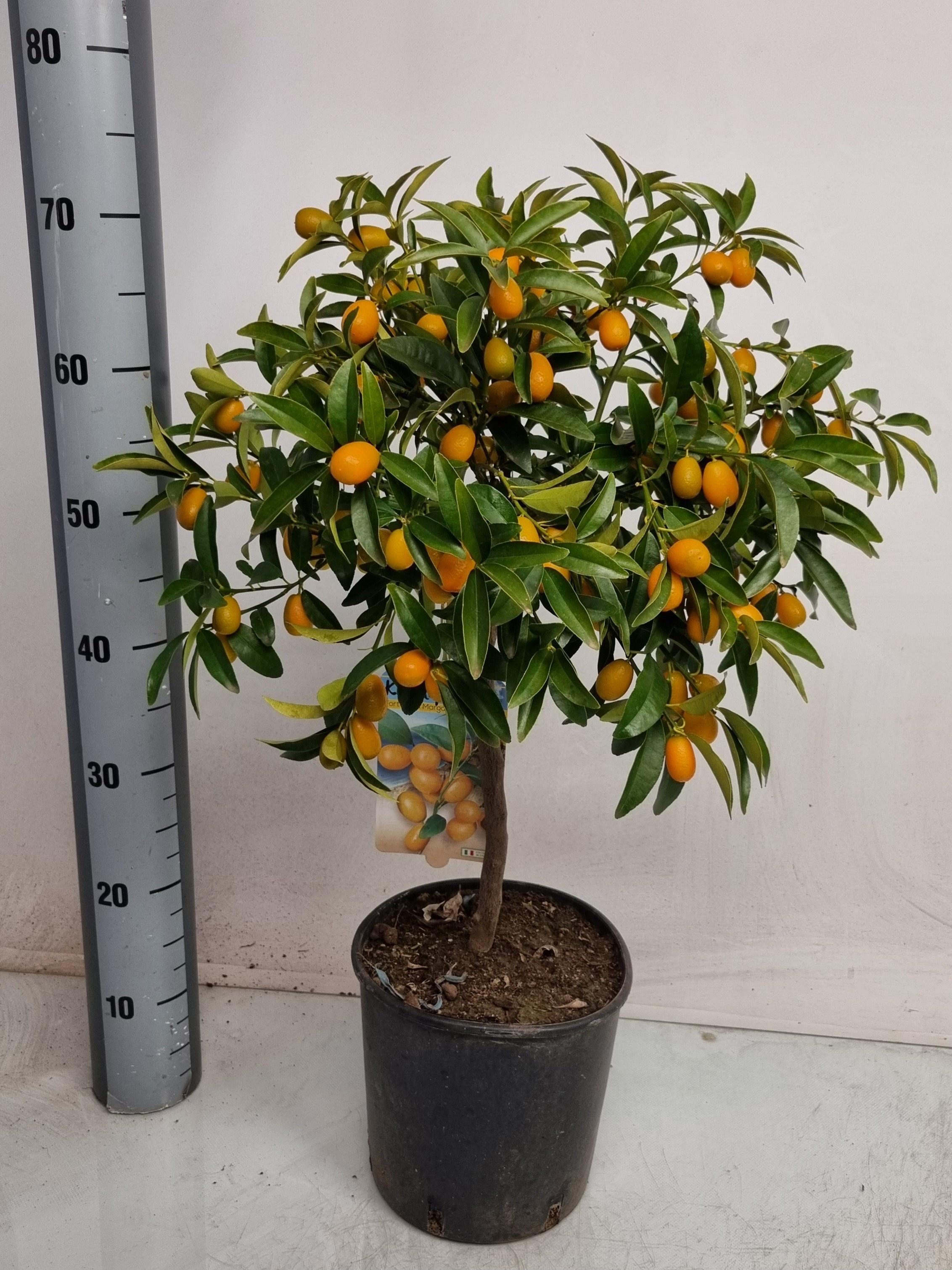 Горшечные цветы и растения оптом Citr Margarita от 1шт (для телеги) из Голландии с доставкой по России