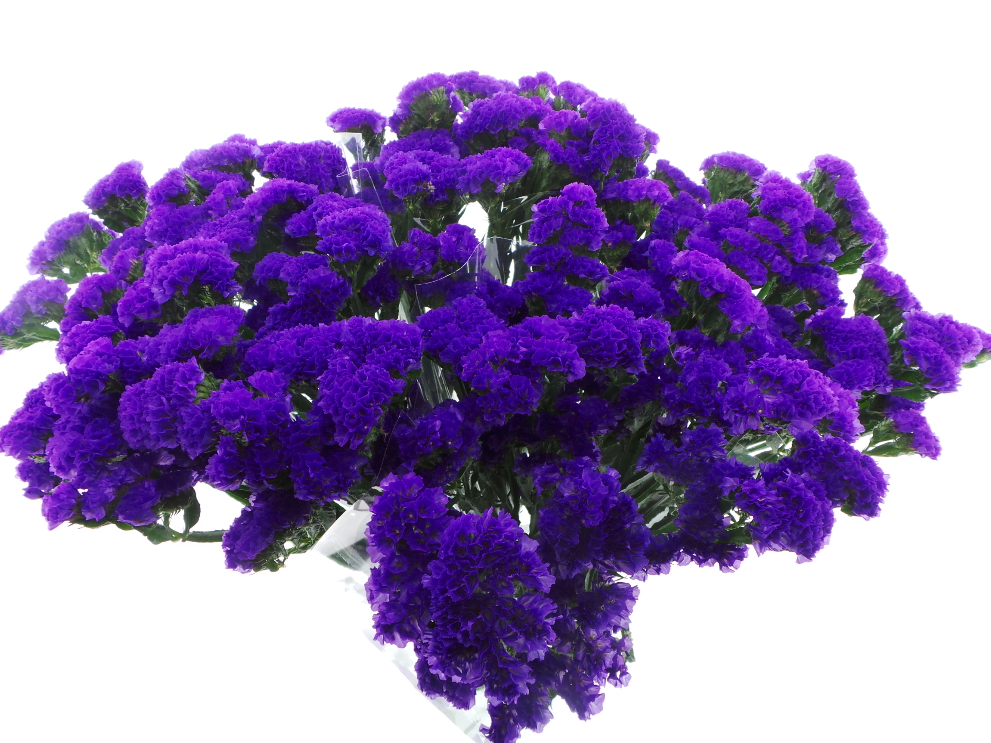 Срезанные цветы оптом BQ Mono Statice Blauw x5 60cm от 10шт из Голландии с доставкой по России