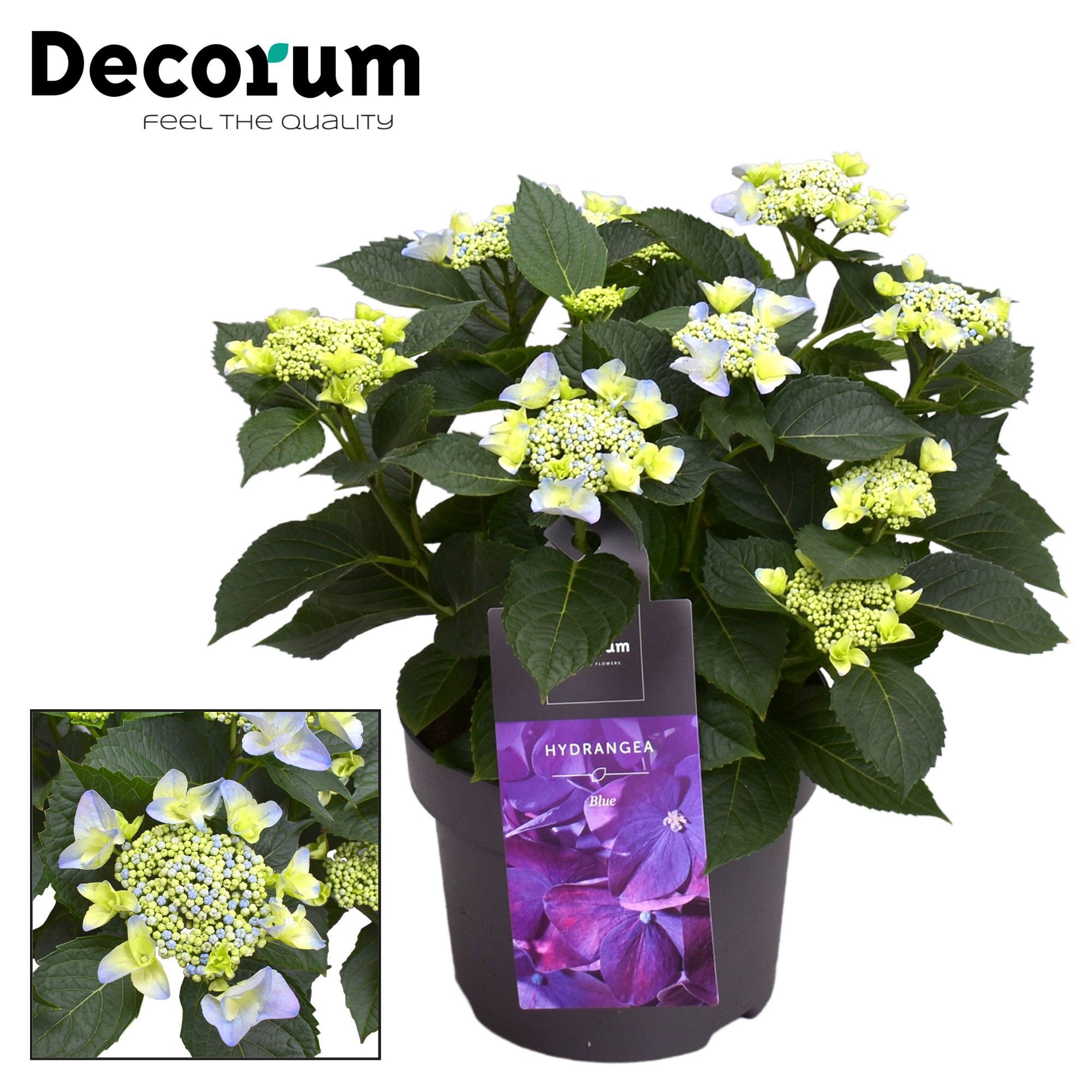 Горшечные цветы и растения оптом Hydrangea Teller Nizza Blue 7+ (decorum) от 1шт из Голландии с доставкой по России