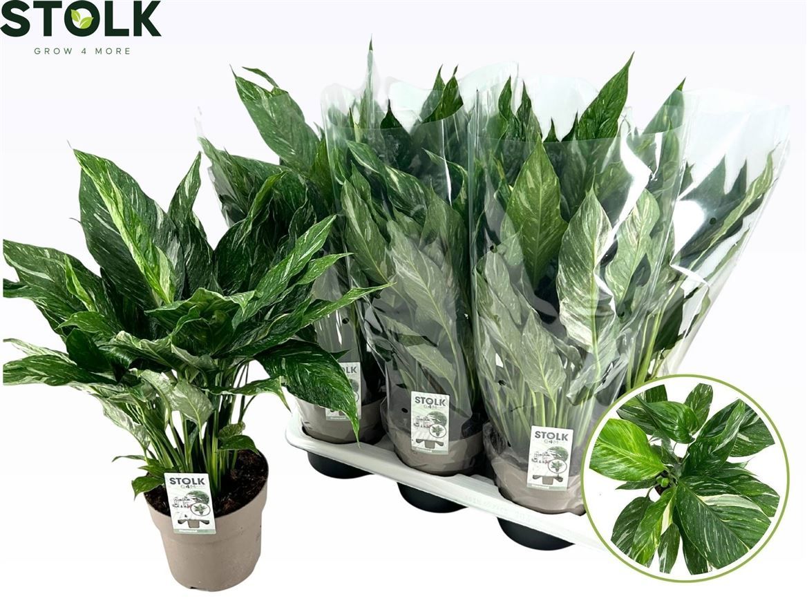 Горшечные цветы и растения оптом Spath Diamond Variegata No Flower от 6шт из Голландии с доставкой по России
