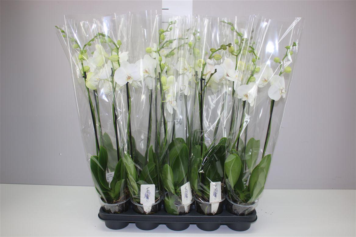 Горшечные цветы и растения оптом Phal Wit 2 Tak от 10шт из Голландии с доставкой по России