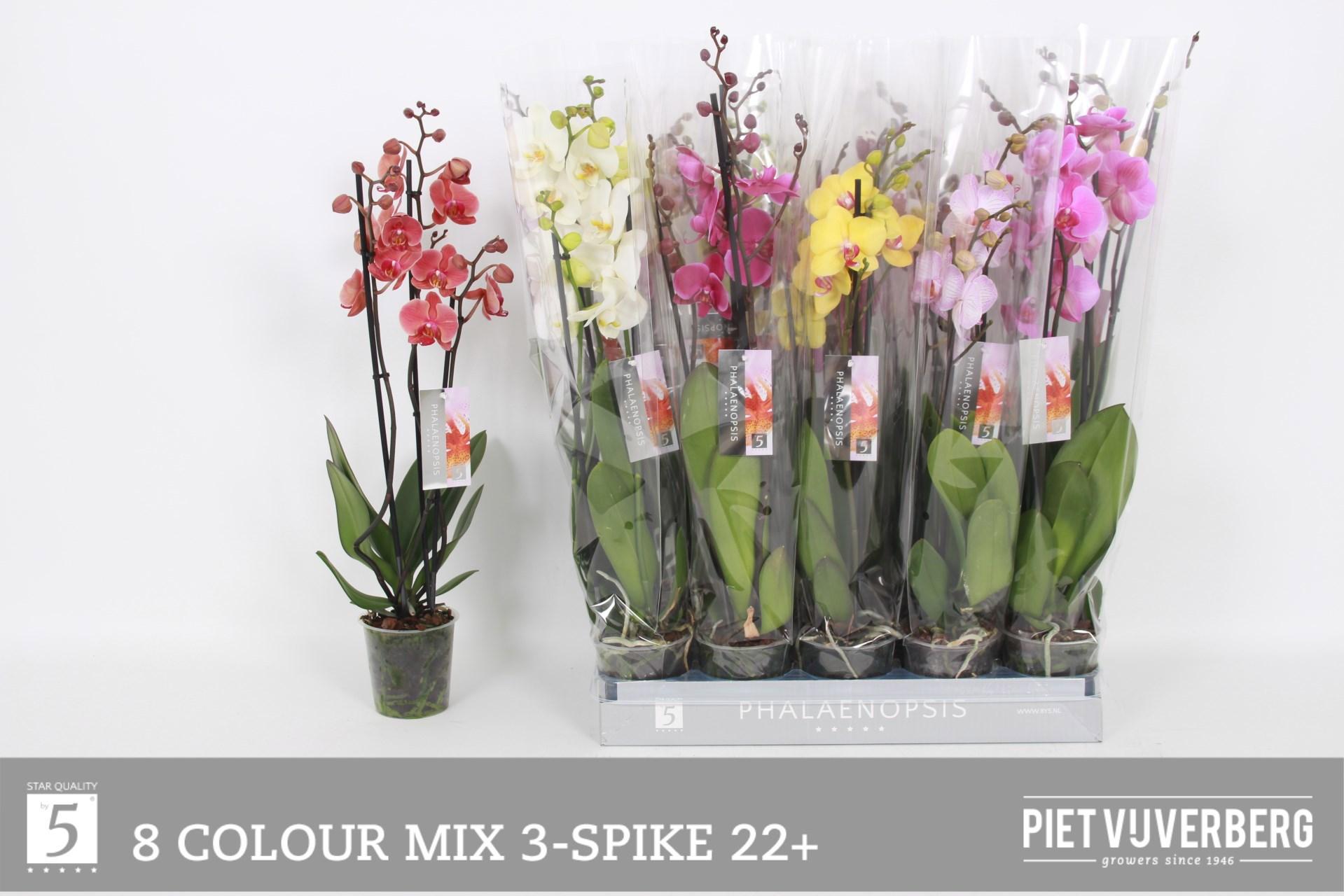 Горшечные цветы и растения оптом Phal Gem 8 Kl от 10шт из Голландии с доставкой по России