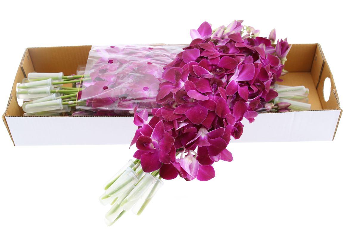 Срезанные цветы оптом Dendrobium red bull от 40шт из Голландии с доставкой по России