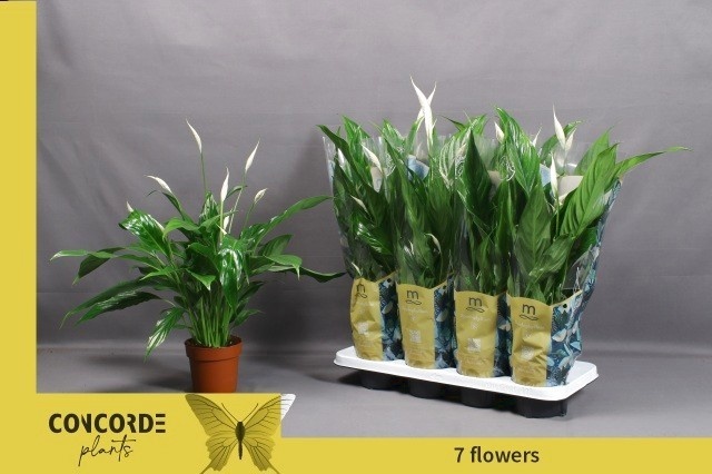 Горшечные цветы и растения оптом Spath Sweet Chico от 8шт из Голландии с доставкой по России