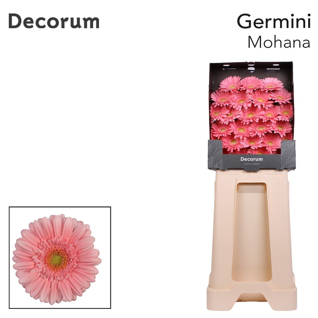 Срезанные цветы оптом Germini diamond mohana+ от 75шт из Голландии с доставкой по России