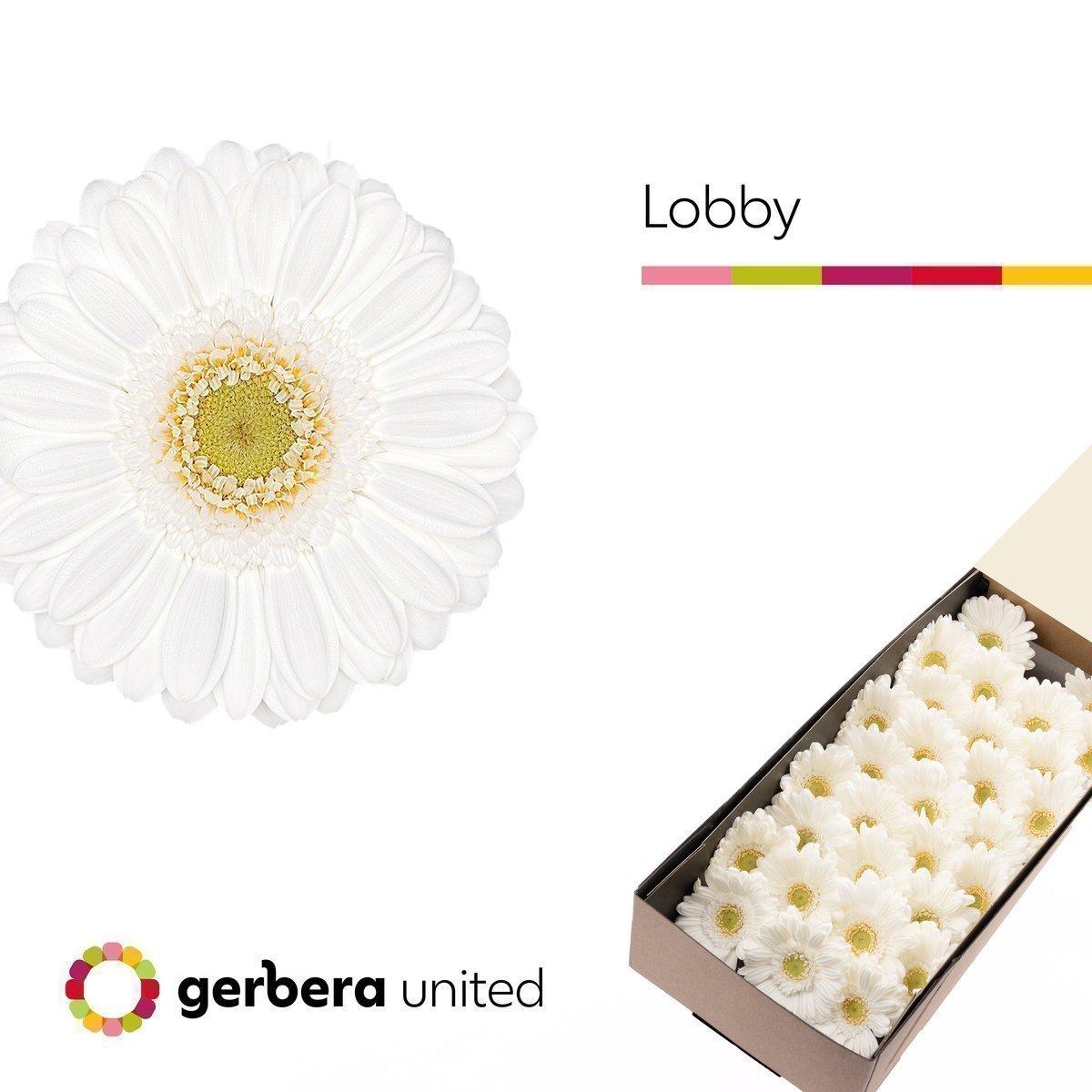Срезанные цветы оптом Germini lobby от 60шт из Голландии с доставкой по России