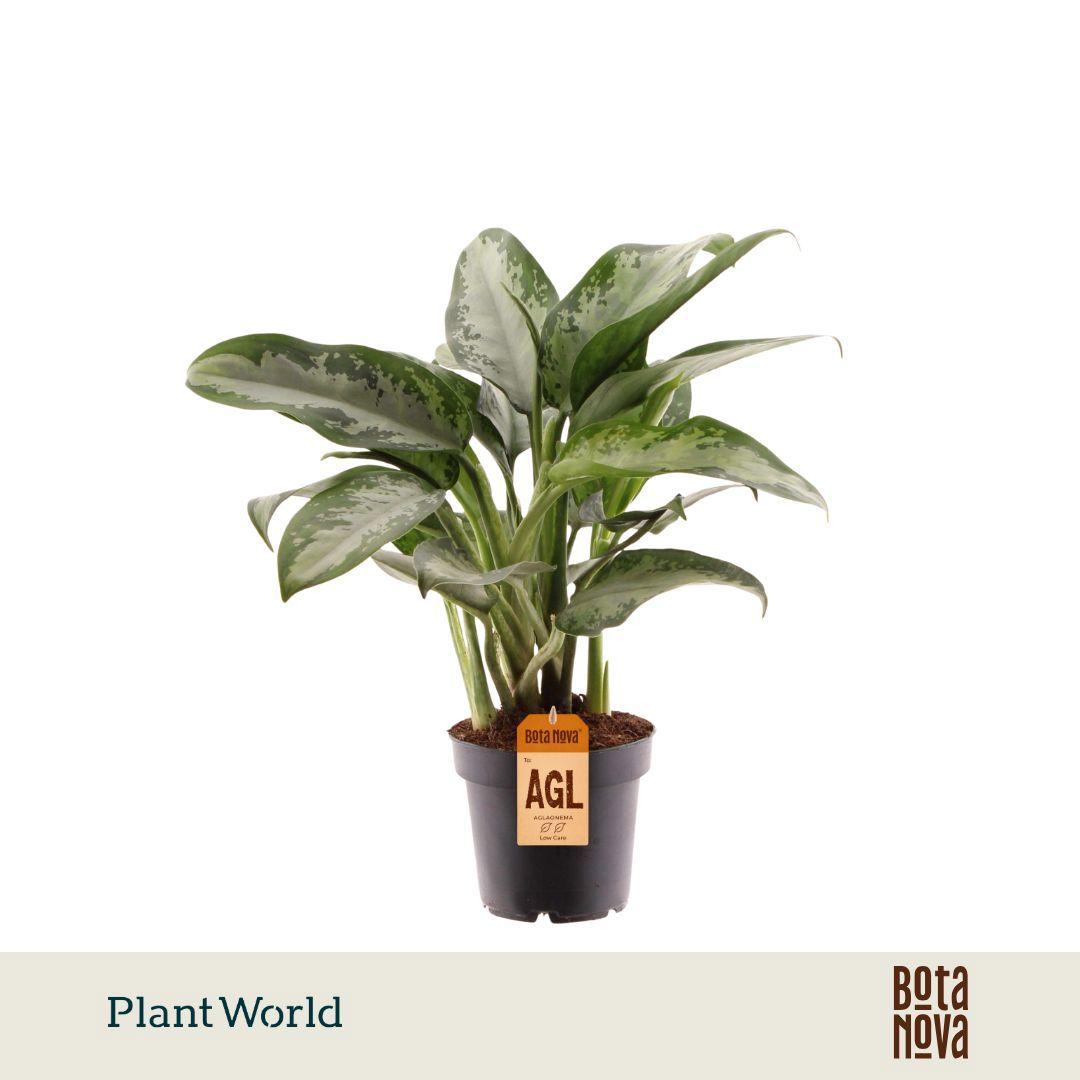 Горшечные цветы и растения оптом Aglaonema Jubilee Petite от 10шт из Голландии с доставкой по России