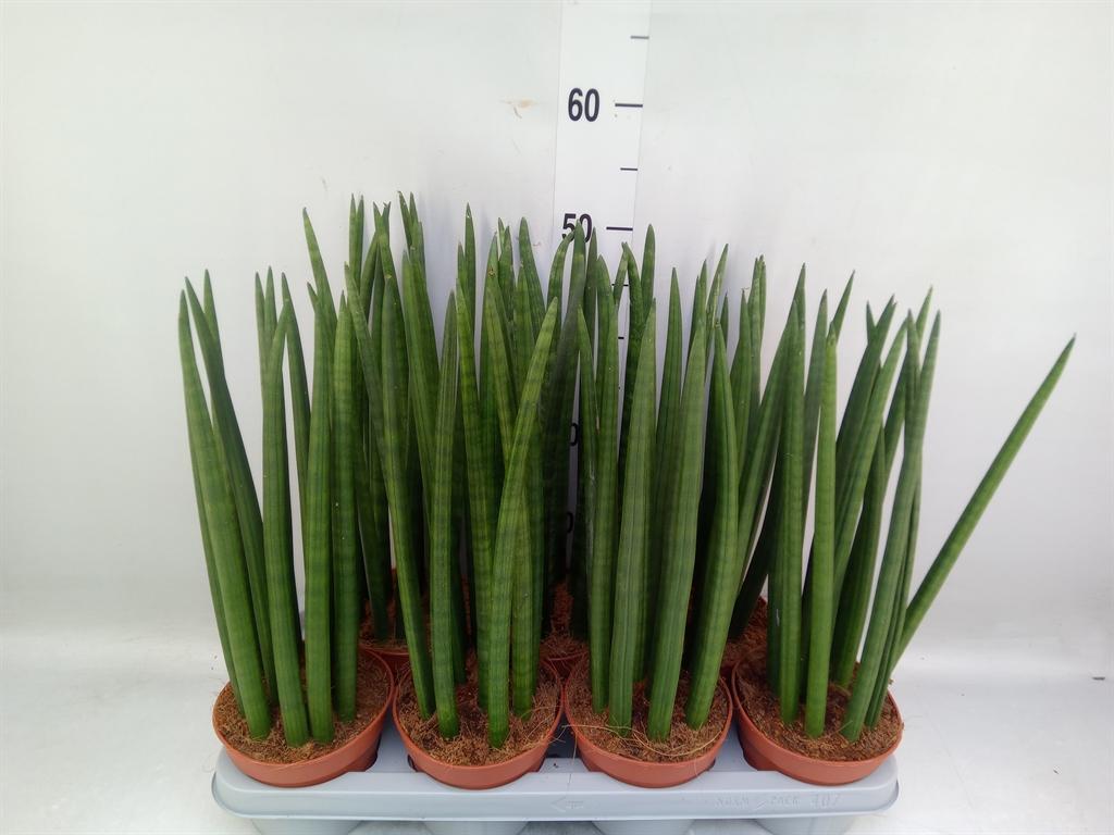 Горшечные цветы и растения оптом Sansevieria Cyl.  ... от 7шт из Голландии с доставкой по России