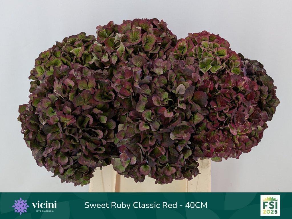 Срезанные цветы оптом Hydrangea mag sweet ruby (classic) от 10шт из Голландии с доставкой по России