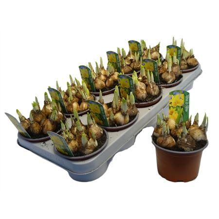 Горшечные цветы и растения оптом Narcis Tete A Tete от 10шт из Голландии с доставкой по России
