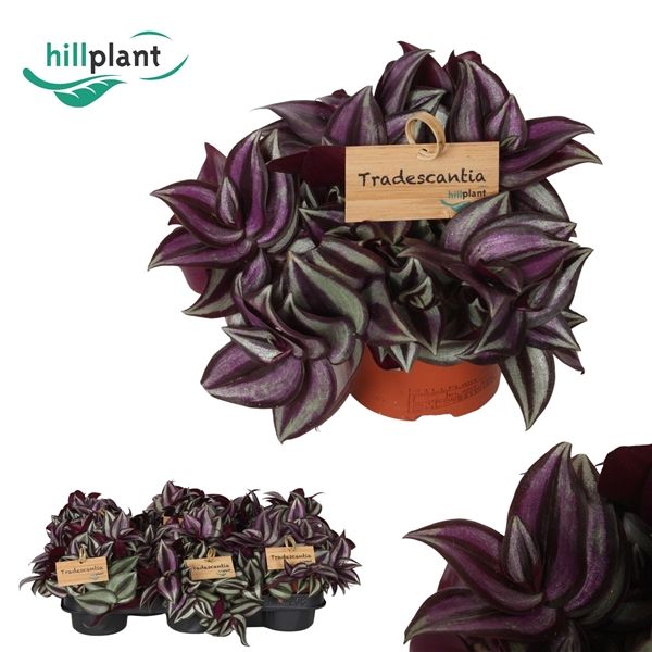 Горшечные цветы и растения оптом Tradescantia Zebrina Purpusii от 6шт из Голландии с доставкой по России