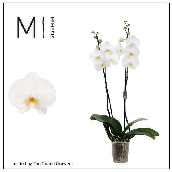 Горшечные цветы и растения оптом Nr: 1009 Phal 2st White (orchid Growers) от 10шт из Голландии с доставкой по России