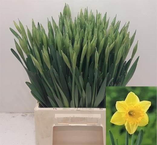 Срезанные цветы оптом Narcissus si carlton от 100шт из Голландии с доставкой по России