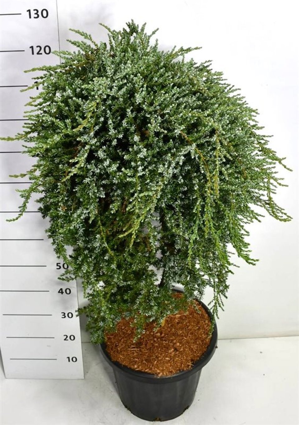 Горшечные цветы и растения оптом Juniperus Comm Saxatilis от 1шт из Голландии с доставкой по России