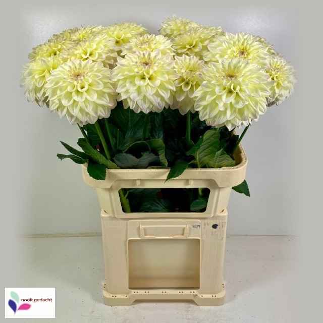 Срезанные цветы оптом Dahlia bowl of cream от 15шт из Голландии с доставкой по России