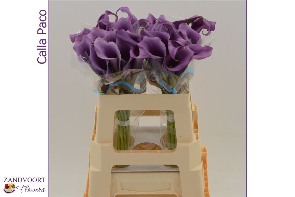 Срезанные цветы оптом Zantedeschia paco от 40шт из Голландии с доставкой по России