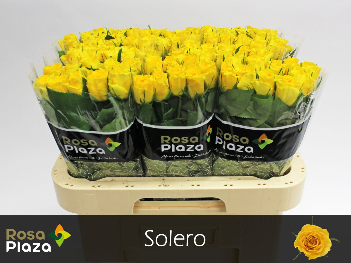 Срезанные цветы оптом Rosa large solero от 100шт. из Голландии с доставкой по России