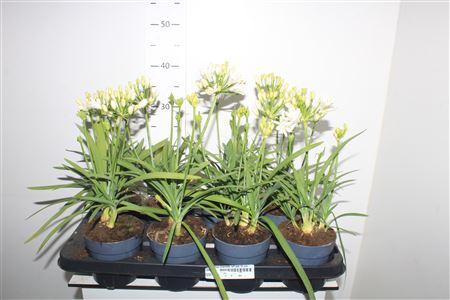 Горшечные цветы и растения оптом Agapanthus Charlotte Wit Pot 12 Cm от 8шт из Голландии с доставкой по России