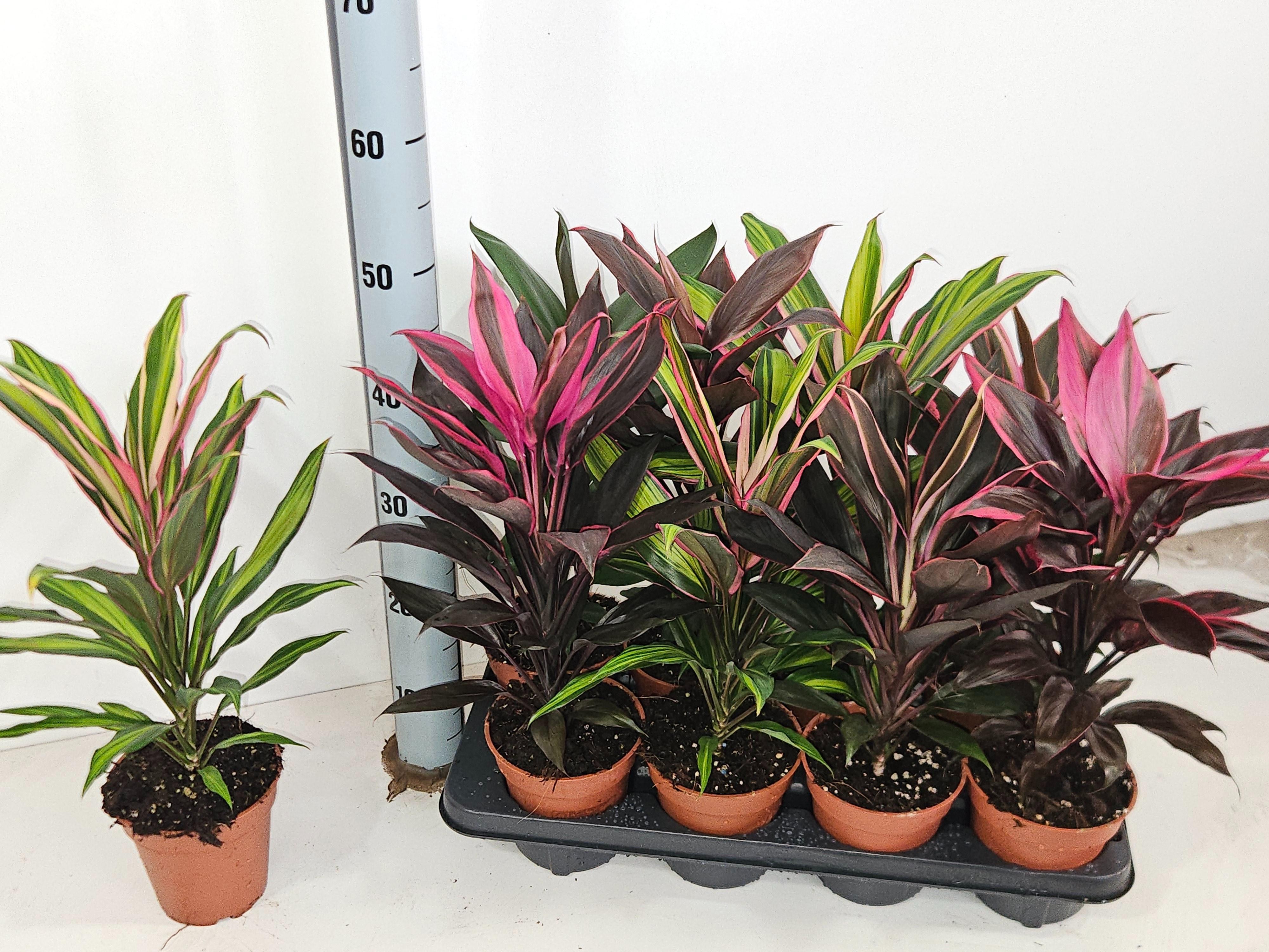 Горшечные цветы и растения оптом Cord Ov Gem от 8шт из Голландии с доставкой по России