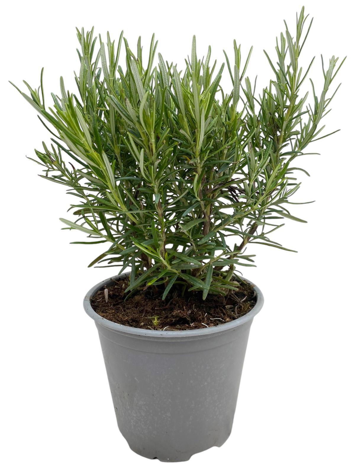 Горшечные цветы и растения оптом Rosmarinus Officinalis от 8шт из Голландии с доставкой по России